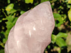 Polished Rose Quartz Flames x 2 From Ambatondrazaka, Madagascar - Toprock Gemstones and Minerals 