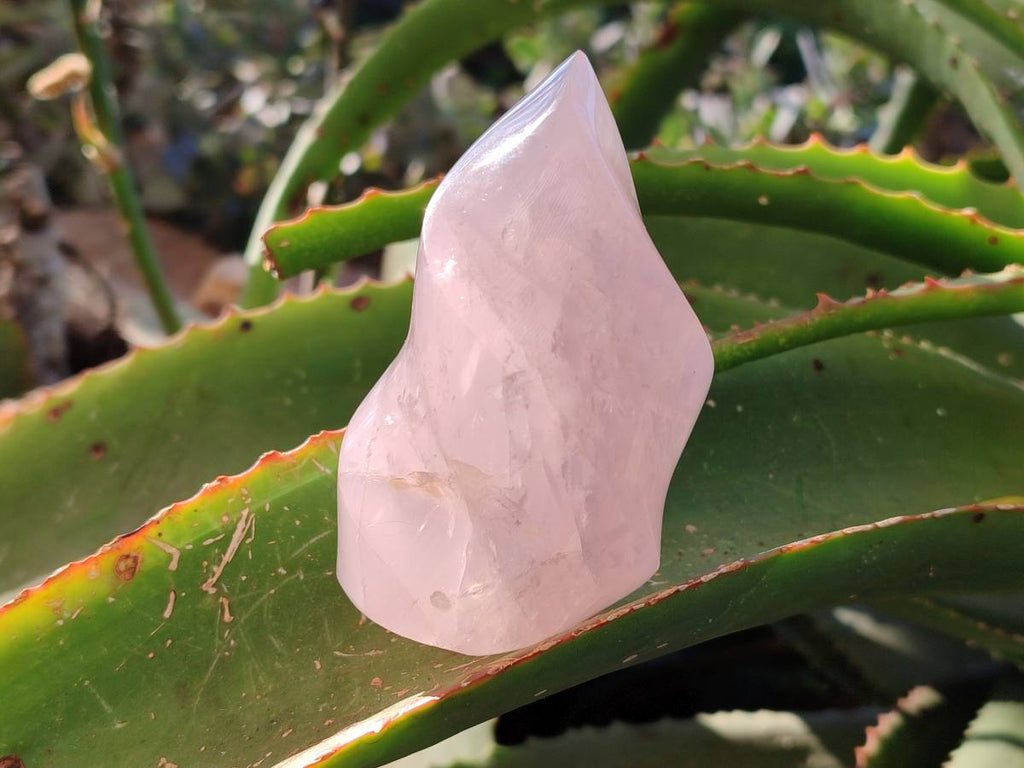 Polished Rose Quartz Flames x 2 From Ambatondrazaka, Madagascar - Toprock Gemstones and Minerals 