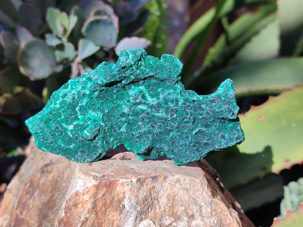 Natural Silky Malachite Specimens x 6 From Kasompe, Congo - Toprock Gemstones and Minerals 