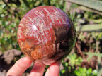 Polished Podocarpus Petrified Wood Spheres x 2 From Mahajanga, Madagascar - Toprock Gemstones and Minerals 