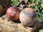 Polished Podocarpus Petrified Wood Spheres x 2 From Mahajanga, Madagascar - Toprock Gemstones and Minerals 