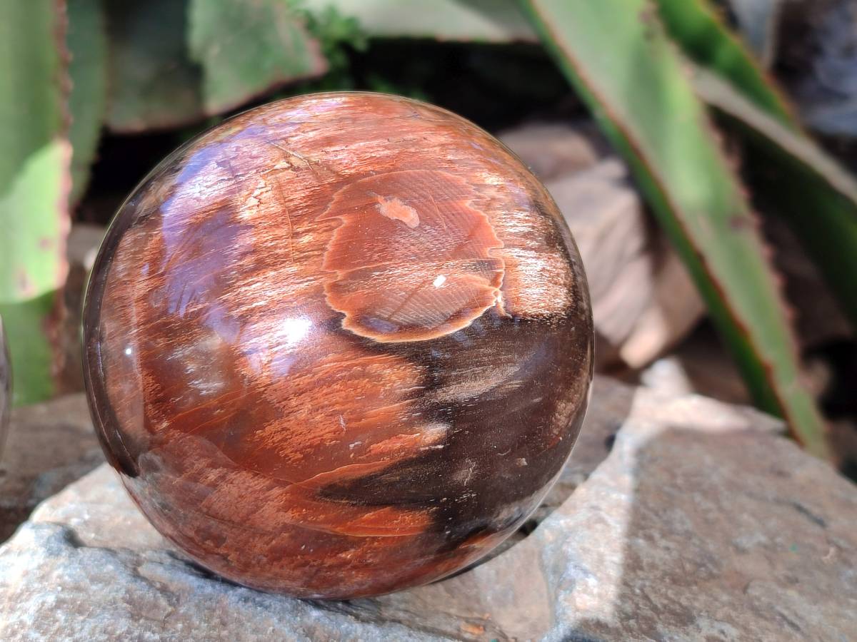 Polished Podocarpus Petrified Wood Spheres x 2 From Mahajanga, Madagascar - Toprock Gemstones and Minerals 