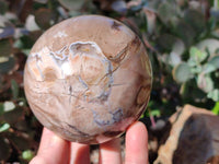 Polished Podocarpus Petrified Wood Spheres x 2 From Mahajanga, Madagascar - Toprock Gemstones and Minerals 