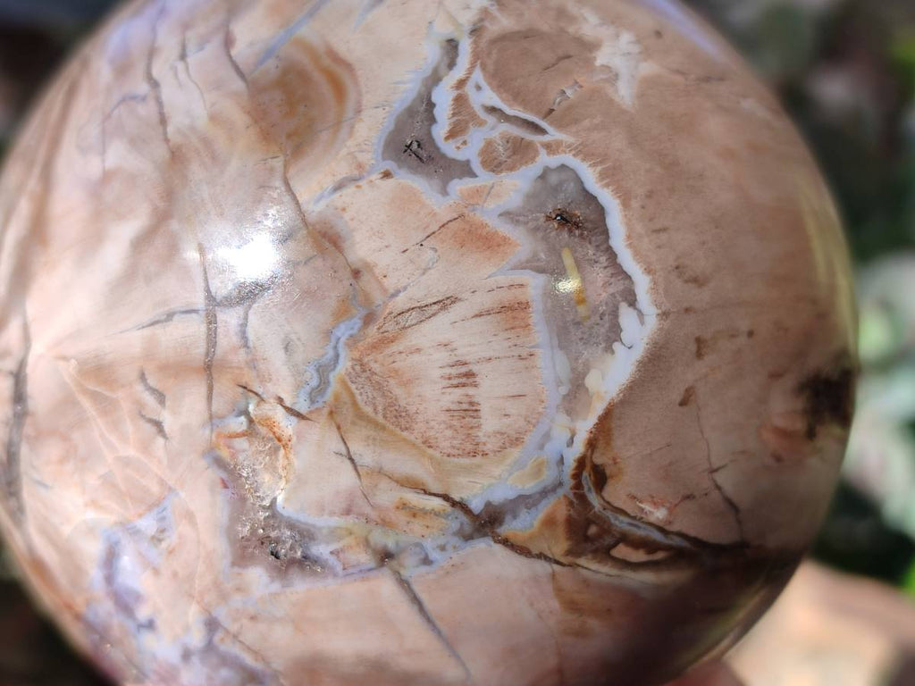 Polished Podocarpus Petrified Wood Spheres x 2 From Mahajanga, Madagascar - Toprock Gemstones and Minerals 