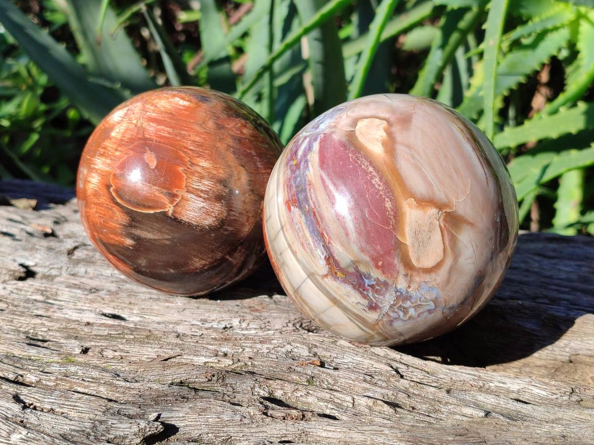 Polished Podocarpus Petrified Wood Spheres x 2 From Mahajanga, Madagascar - Toprock Gemstones and Minerals 