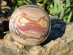 Polished Podocarpus Petrified Wood Spheres x 2 From Mahajanga, Madagascar - Toprock Gemstones and Minerals 