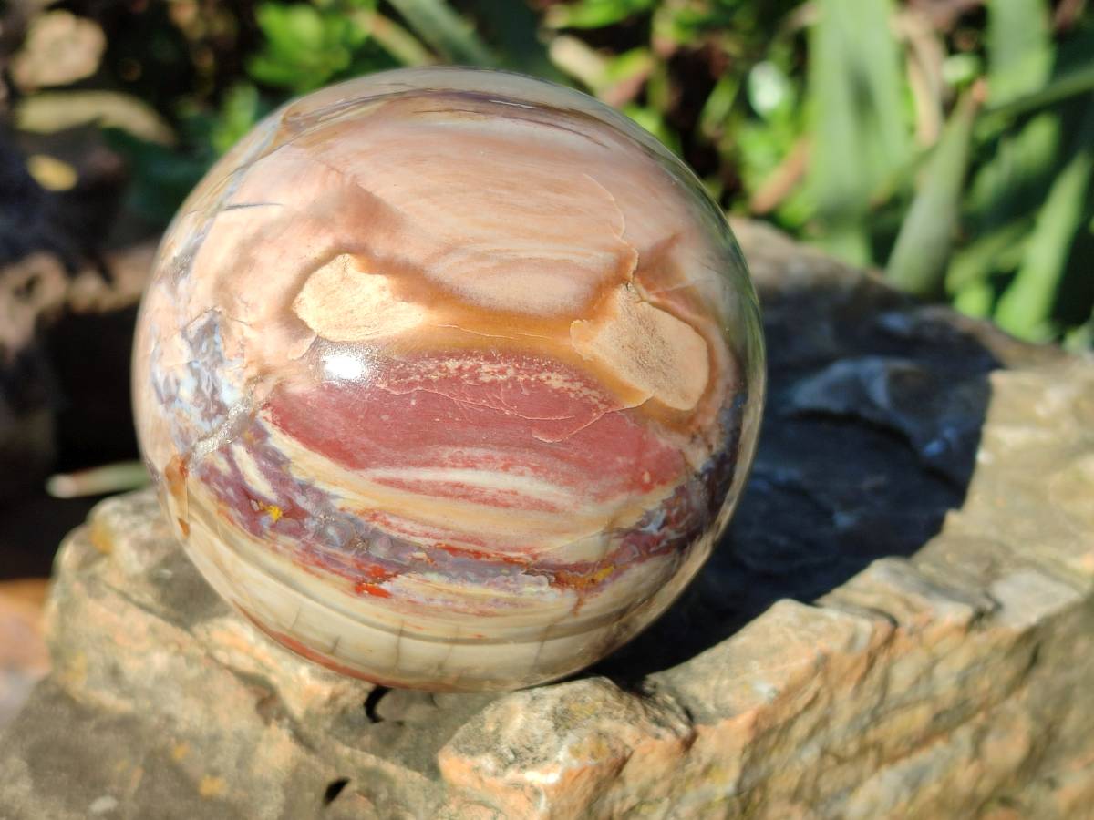 Polished Podocarpus Petrified Wood Spheres x 2 From Mahajanga, Madagascar - Toprock Gemstones and Minerals 