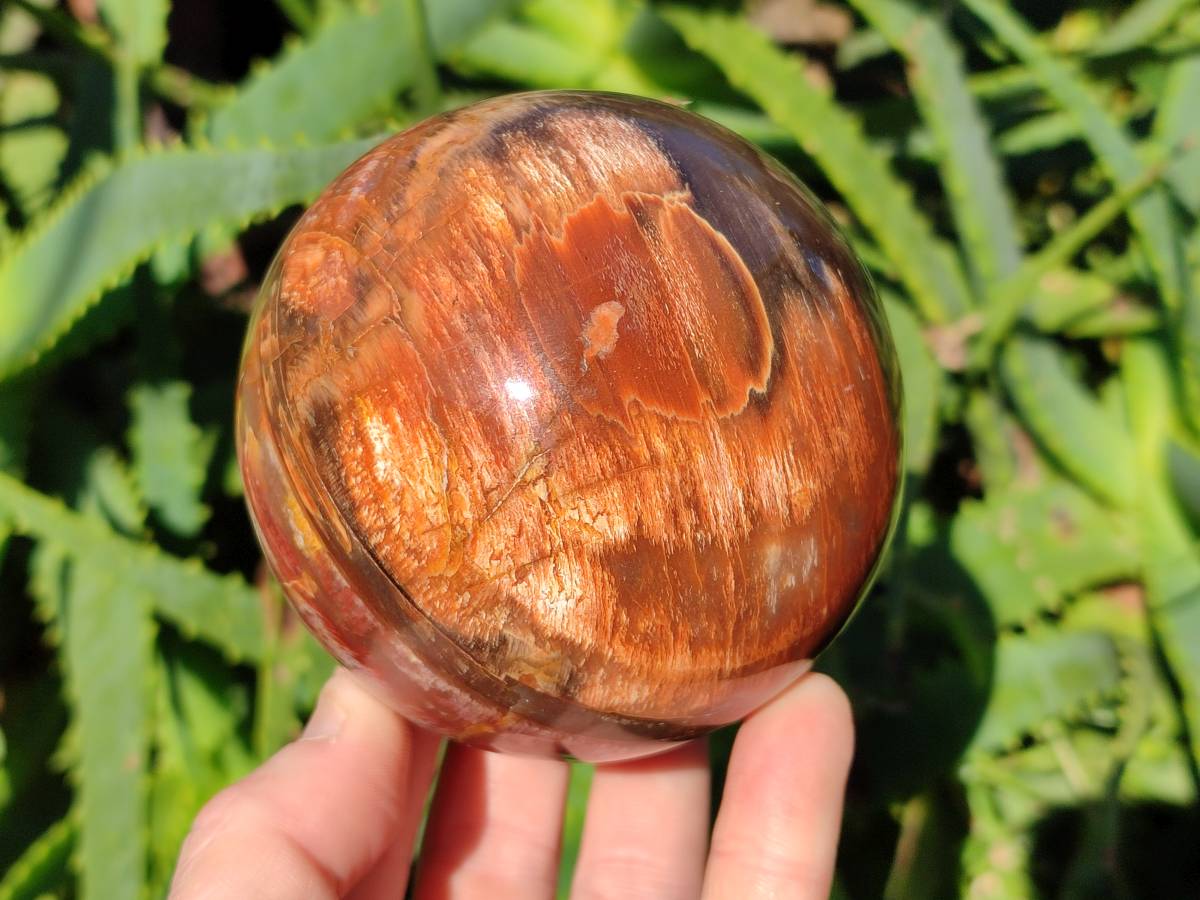 Polished Podocarpus Petrified Wood Spheres x 2 From Mahajanga, Madagascar - Toprock Gemstones and Minerals 
