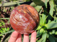 Polished Podocarpus Petrified Wood Spheres x 2 From Mahajanga, Madagascar - Toprock Gemstones and Minerals 
