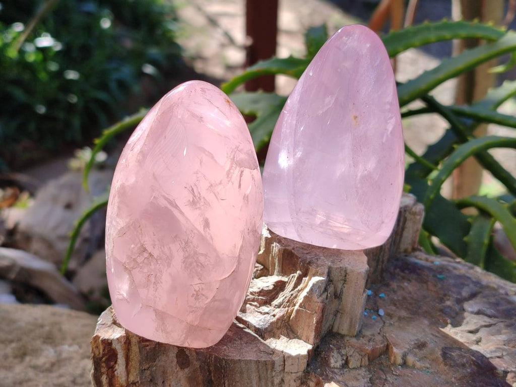 Polished Star Rose Quartz Standing Free Forms x 6 Ambatondrazaka, Madagascar - Toprock Gemstones and Minerals 