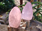 Polished Star Rose Quartz Standing Free Forms x 6 Ambatondrazaka, Madagascar - Toprock Gemstones and Minerals 