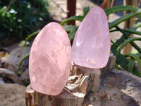 Polished Star Rose Quartz Standing Free Forms x 6 Ambatondrazaka, Madagascar - Toprock Gemstones and Minerals 