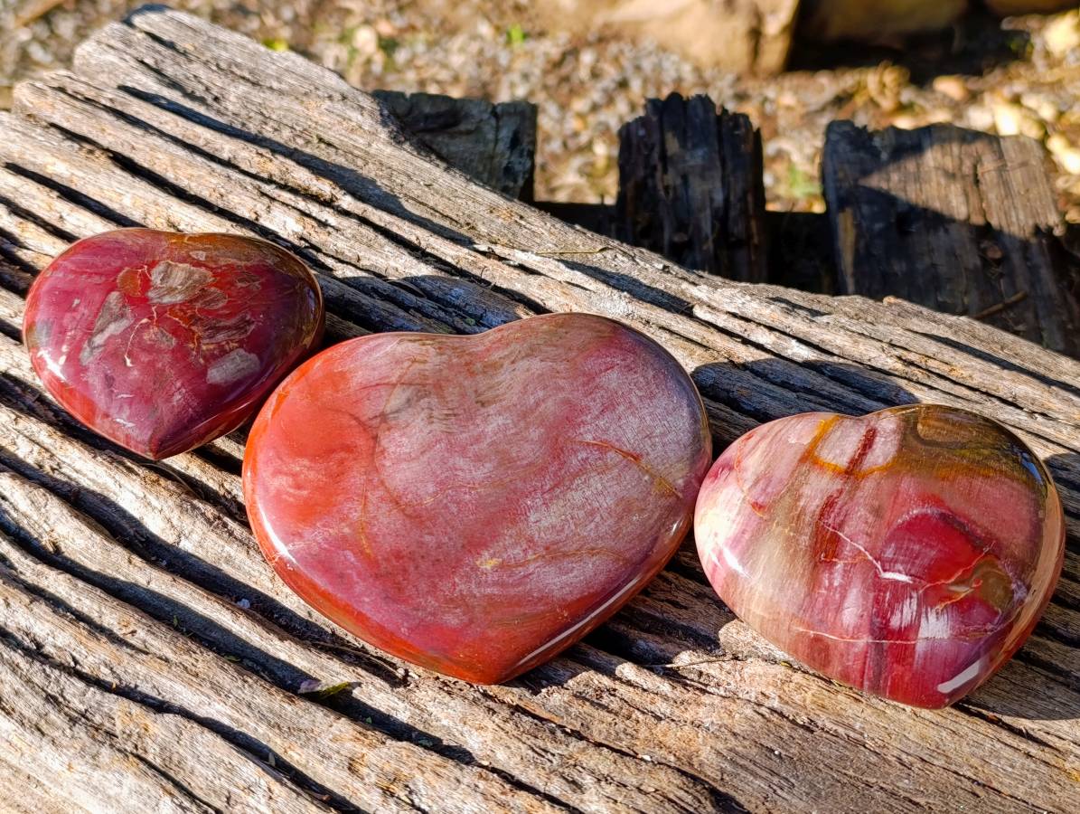 Polished Red Podocarpus Petrified Wood Hearts x 3 From Mahajanga, Madagascar - Toprock Gemstones and Minerals 
