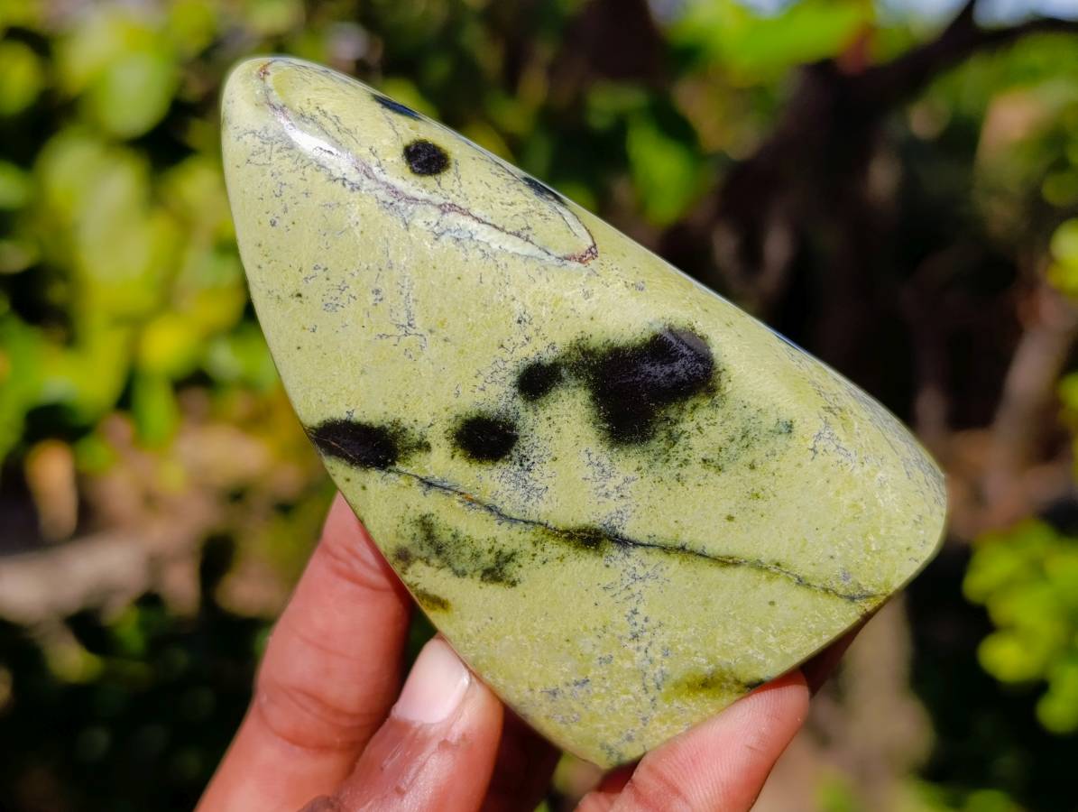 Polished Leopard Stone Standing Free Forms x 5 From Nyanga, Zimbabwe - Toprock Gemstones and Minerals 