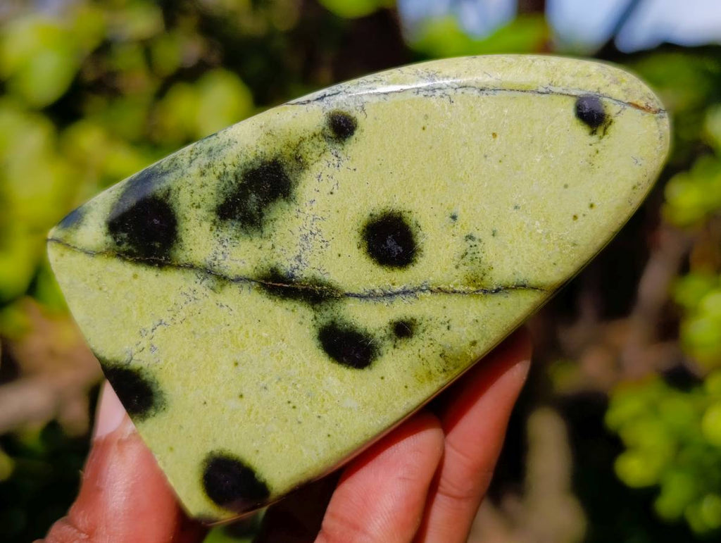 Polished Leopard Stone Standing Free Forms x 5 From Nyanga, Zimbabwe - Toprock Gemstones and Minerals 