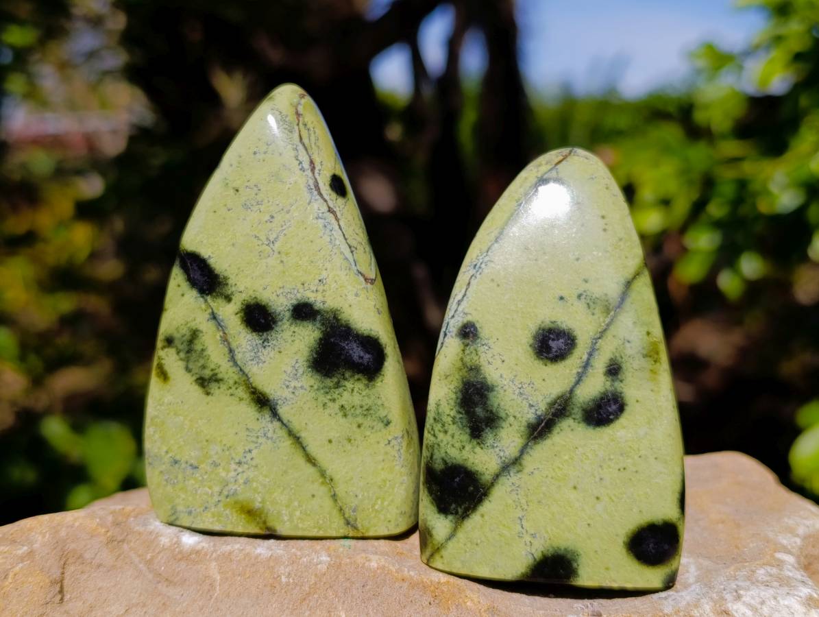 Polished Leopard Stone Standing Free Forms x 5 From Nyanga, Zimbabwe - Toprock Gemstones and Minerals 