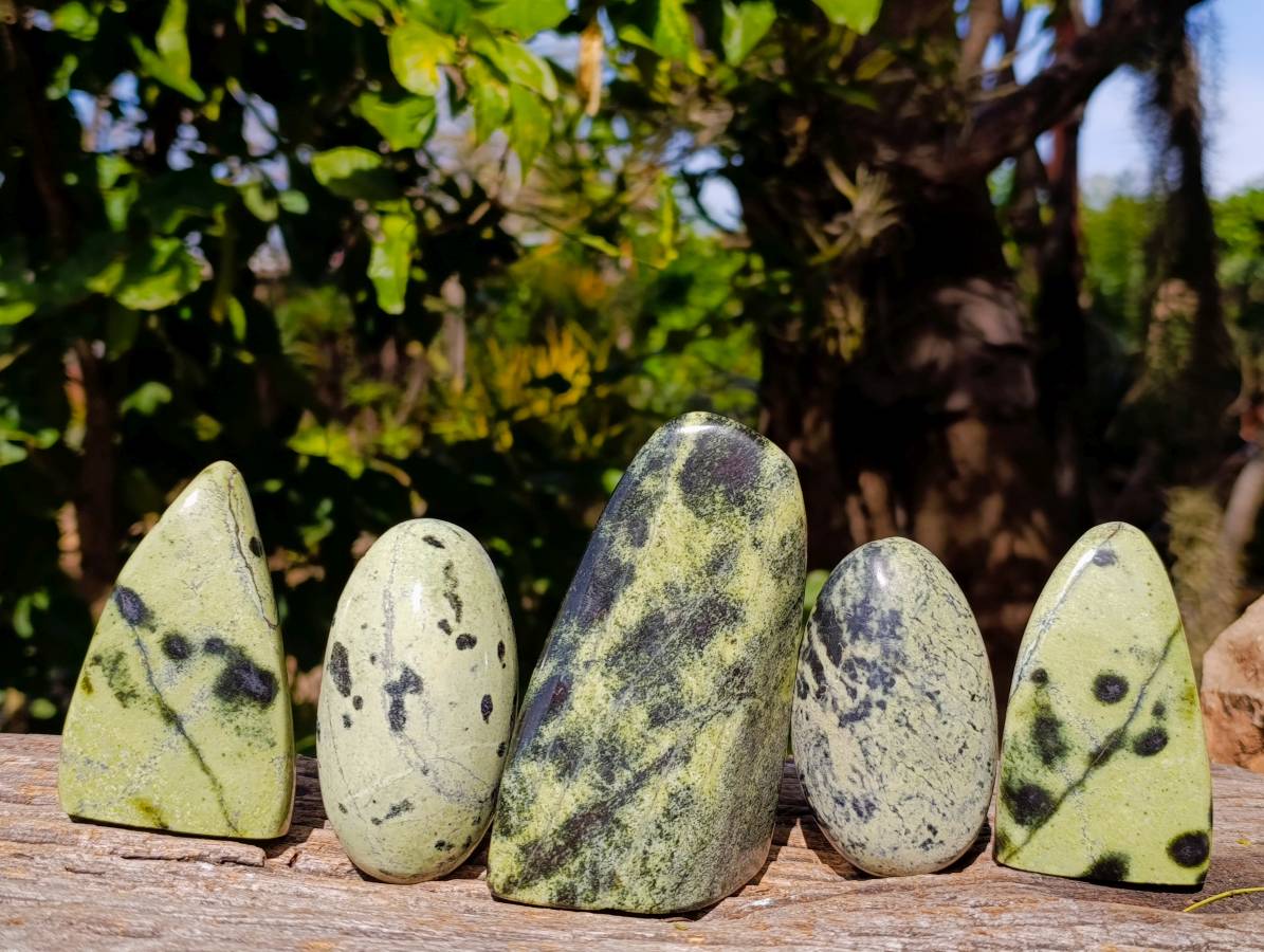 Polished Leopard Stone Standing Free Forms x 5 From Nyanga, Zimbabwe - Toprock Gemstones and Minerals 