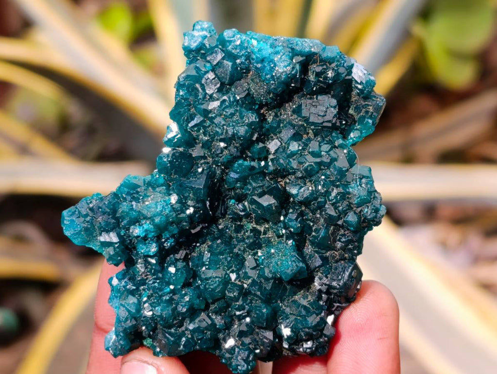 Natural Dioptase On Dolomite Specimens x 6 From Likasi, Congo - Toprock Gemstones and Minerals 