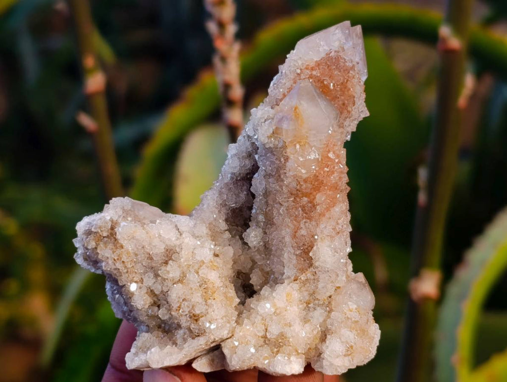 Natural Fairy Spirit Quartz Clusters x 12 From Boekenhouthoek, South Africa - Toprock Gemstones and Minerals 