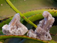 Natural Fairy Spirit Quartz Clusters x 12 From Boekenhouthoek, South Africa - Toprock Gemstones and Minerals 