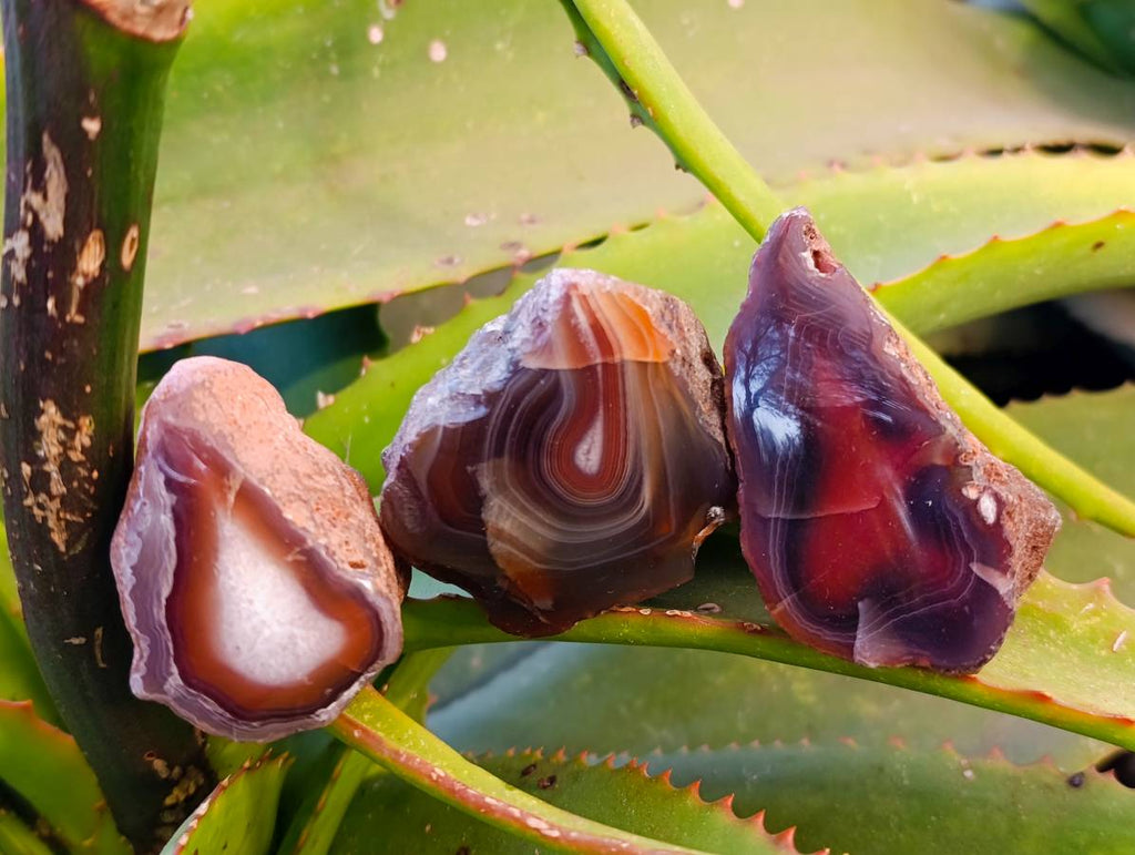 Polished On One Side Red Sashe River Agate Nodules x 20 From Zimbabwe - Toprock Gemstones and Minerals 