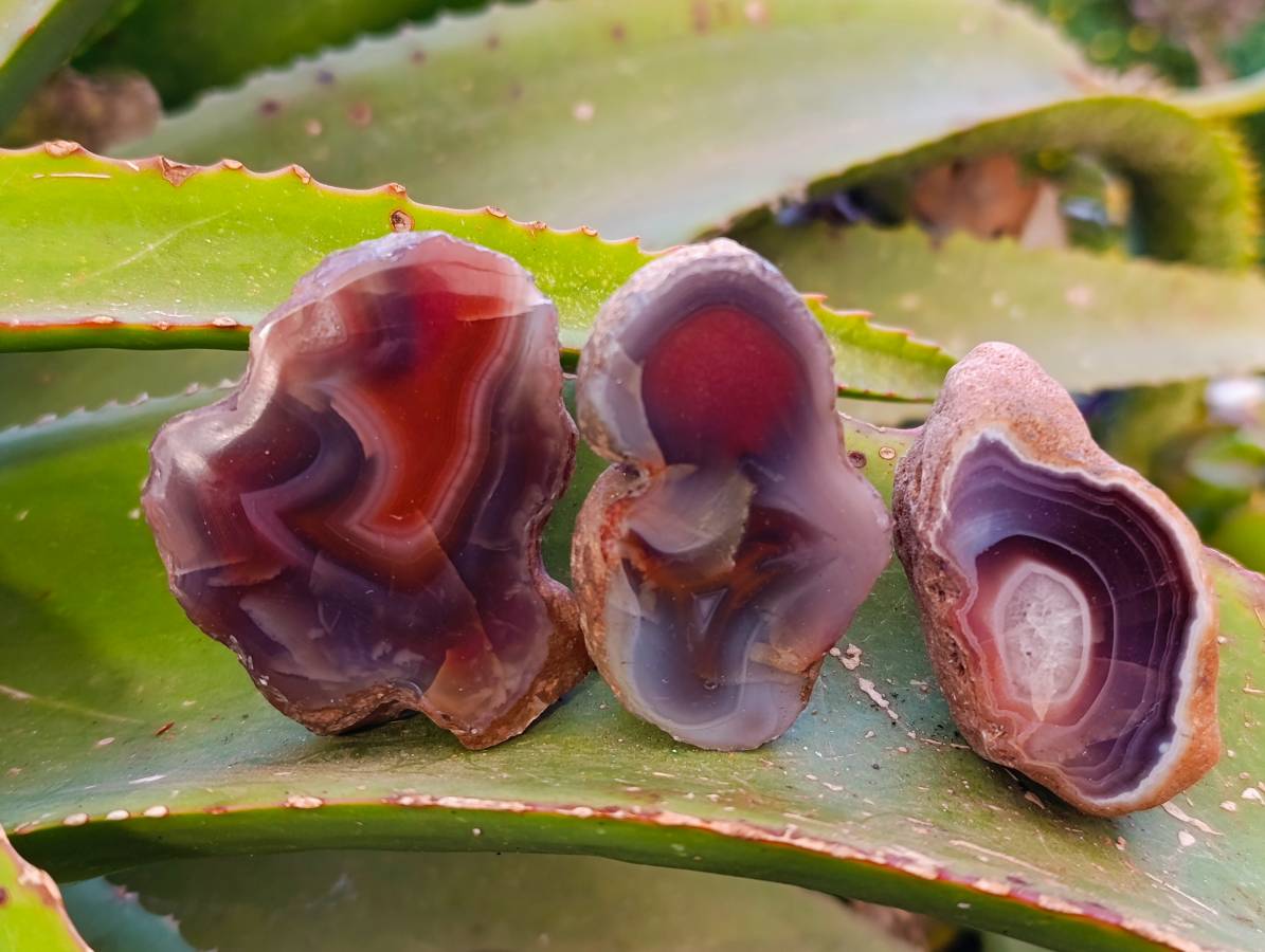 Polished On One Side Red Sashe River Agate Nodules x 20 From Zimbabwe - Toprock Gemstones and Minerals 