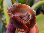 Polished On One Side Red Sashe River Agate Nodules x 20 From Zimbabwe - Toprock Gemstones and Minerals 