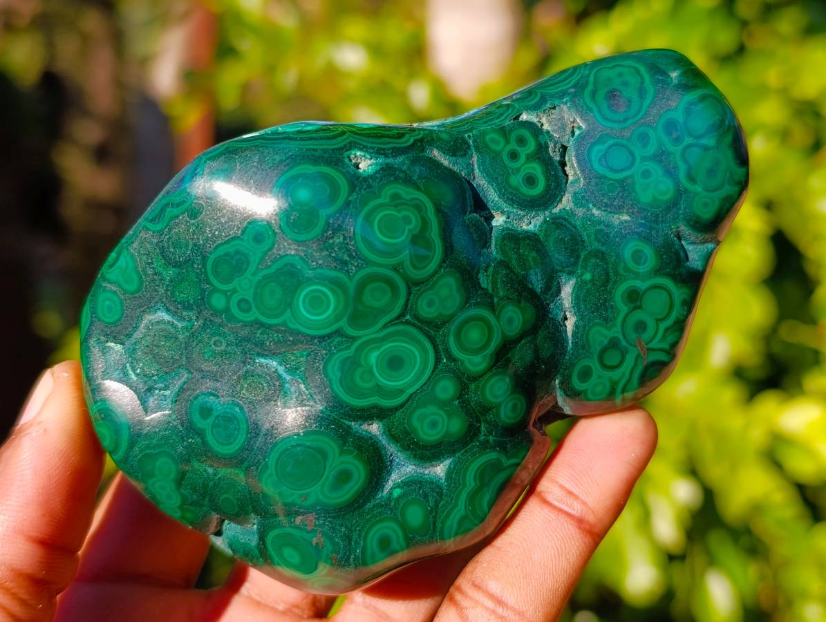 Polished Flower Banded Malachite Free Forms x 6 From Congo - Toprock Gemstones and Minerals 