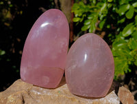 Polished Gemmy Rose Quartz Standing Free Forms x 2 Ambatondrazaka, Madagascar - Toprock Gemstones and Minerals 
