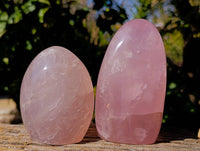 Polished Gemmy Rose Quartz Standing Free Forms x 2 Ambatondrazaka, Madagascar - Toprock Gemstones and Minerals 