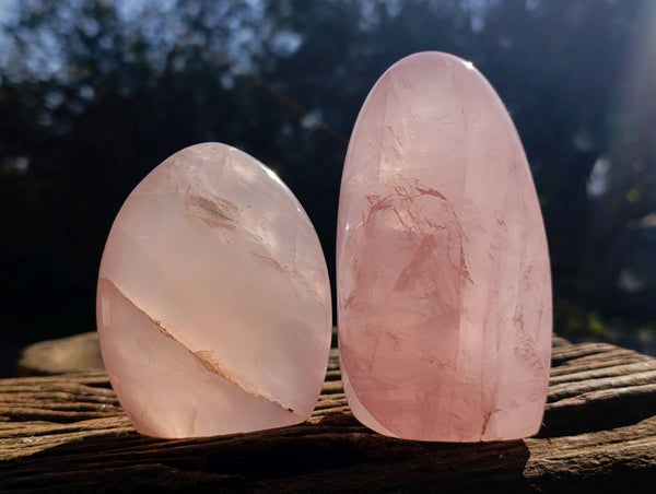 Polished Gemmy Rose Quartz Standing Free Forms x 2 Ambatondrazaka, Madagascar - Toprock Gemstones and Minerals 