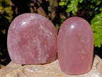 Polished Gemmy Rose Quartz Standing Free Forms x 2 Ambatondrazaka, Madagascar - Toprock Gemstones and Minerals 
