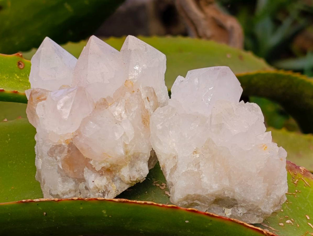Natural White Spirit Quartz Clusters x 12 From Boekenhouthoek, South Africa - Toprock Gemstones and Minerals 