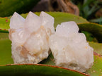 Natural White Spirit Quartz Clusters x 12 From Boekenhouthoek, South Africa - Toprock Gemstones and Minerals 