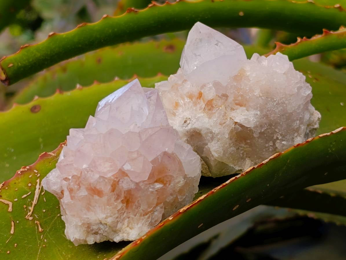 Natural White Spirit Quartz Clusters x 12 From Boekenhouthoek, South Africa - Toprock Gemstones and Minerals 