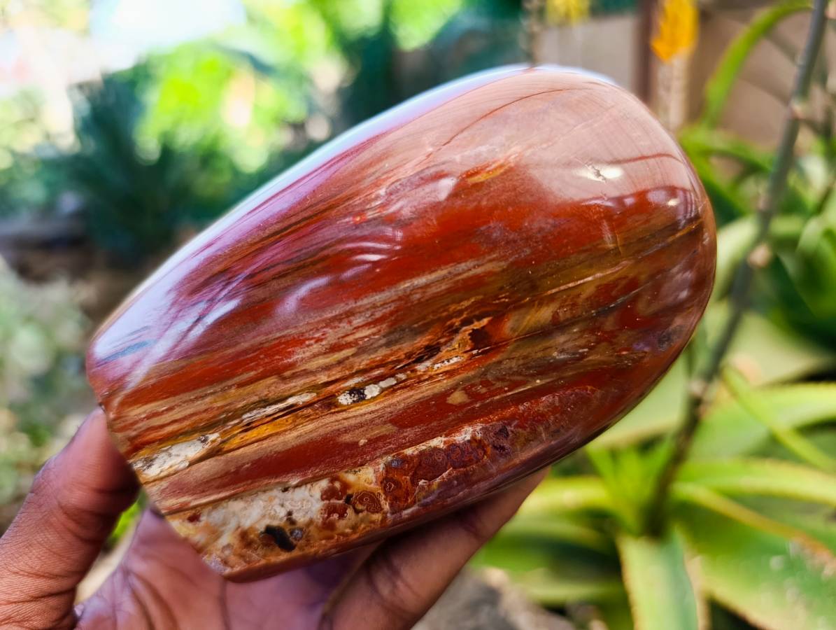 Polished Fossilized Podocarpus Petrified Wood Standing Free forms x 3 From Mahajanga, Madagascar - Toprock Gemstones and Minerals 