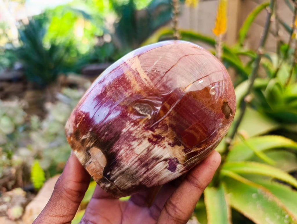 Polished Fossilized Podocarpus Petrified Wood Standing Free forms x 3 From Mahajanga, Madagascar - Toprock Gemstones and Minerals 