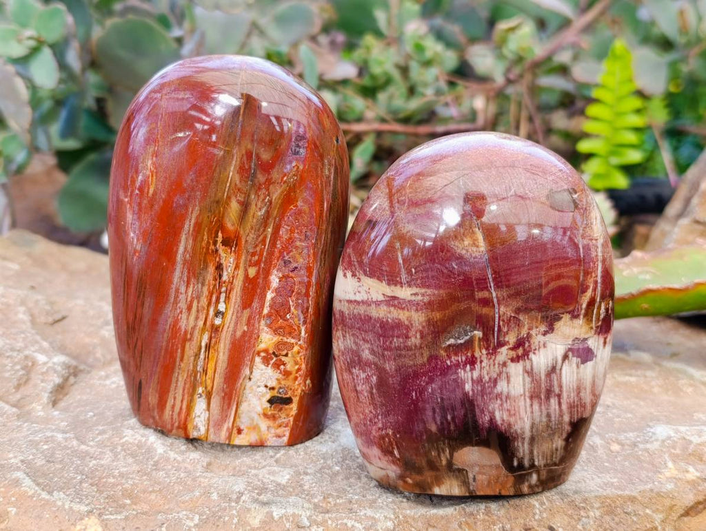 Polished Fossilized Podocarpus Petrified Wood Standing Free forms x 3 From Mahajanga, Madagascar - Toprock Gemstones and Minerals 