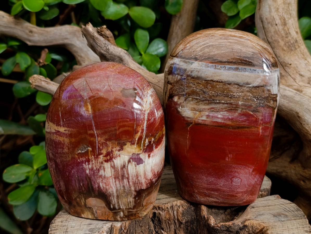 Polished Fossilized Podocarpus Petrified Wood Standing Free forms x 3 From Mahajanga, Madagascar - Toprock Gemstones and Minerals 