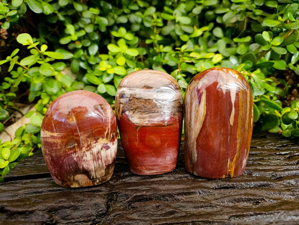 Polished Fossilized Podocarpus Petrified Wood Standing Free forms x 3 From Mahajanga, Madagascar - Toprock Gemstones and Minerals 
