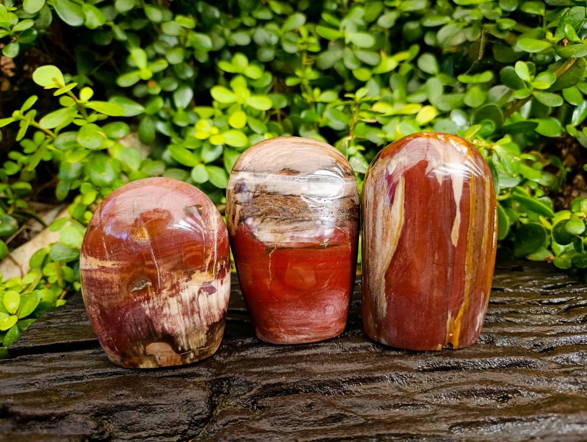 Polished Fossilized Podocarpus Petrified Wood Standing Free forms x 3 From Mahajanga, Madagascar - Toprock Gemstones and Minerals 