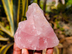 Natural Pink Rose Quartz Cobbed Specimens x 12 From North Cape, South Africa - Toprock Gemstones and Minerals 