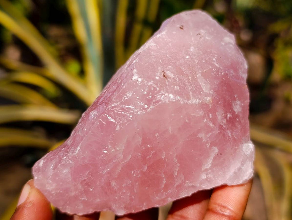 Natural Pink Rose Quartz Cobbed Specimens x 12 From North Cape, South Africa - Toprock Gemstones and Minerals 