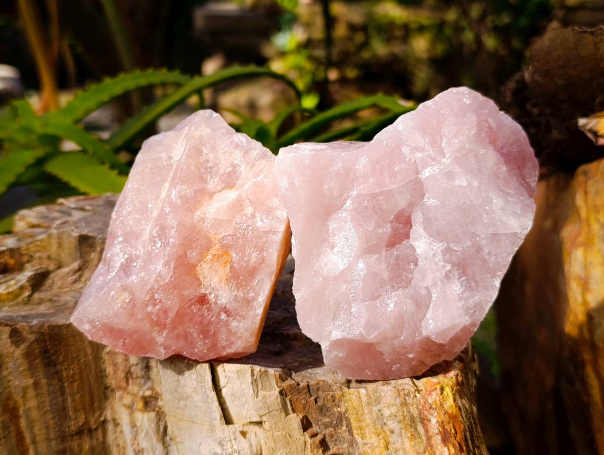 Natural Pink Rose Quartz Cobbed Specimens x 12 From North Cape, South Africa - Toprock Gemstones and Minerals 