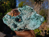 Natural Drusy Chrysocolla and Malachite Stalactite Coated on Dolomite Specimen x 1 From Lupoto Mine, Congo