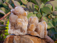Natural Golden Limonite Coated Spirit Quartz Clusters x 12 From Boekenhouthoek, South Africa