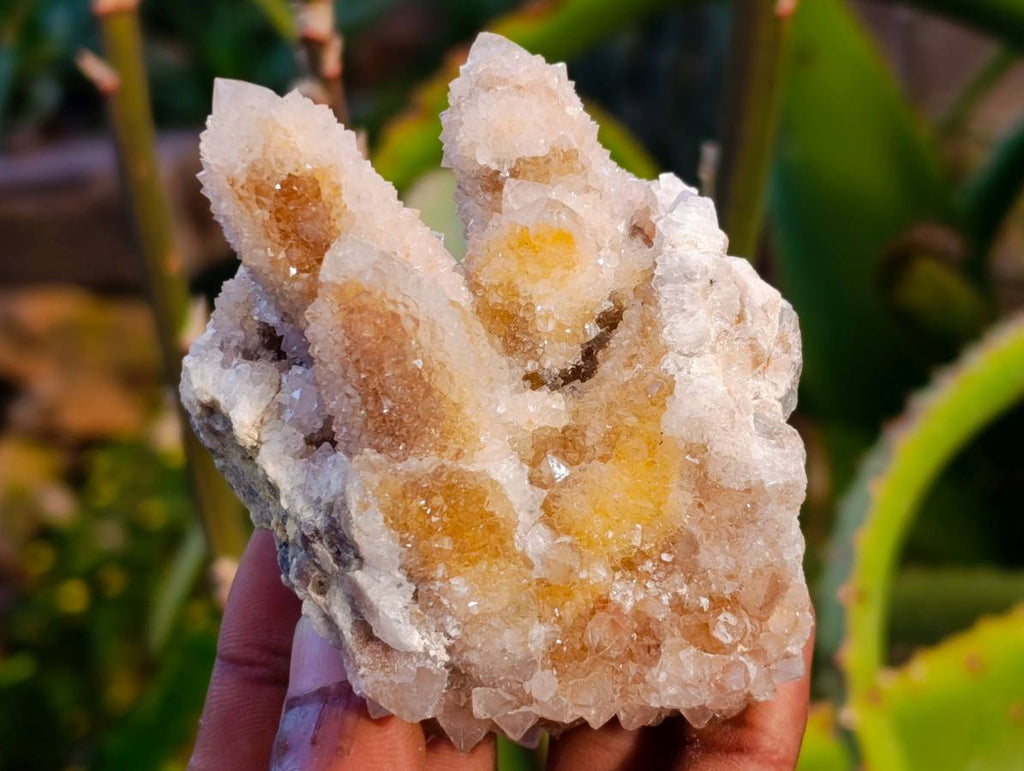 Natural Golden Limonite Coated Spirit Quartz Clusters x 12 From Boekenhouthoek, South Africa - Toprock Gemstones and Minerals 