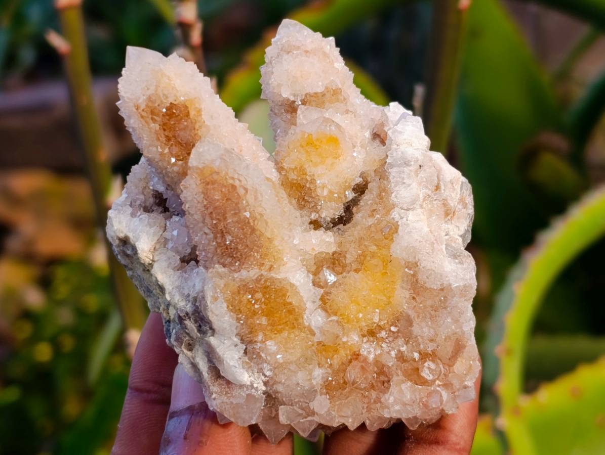 Natural Golden Limonite Coated Spirit Quartz Clusters x 12 From Boekenhouthoek, South Africa - Toprock Gemstones and Minerals 