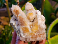 Natural Golden Limonite Coated Spirit Quartz Clusters x 12 From Boekenhouthoek, South Africa