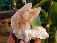 Natural Golden Limonite Coated Spirit Quartz Clusters x 12 From Boekenhouthoek, South Africa